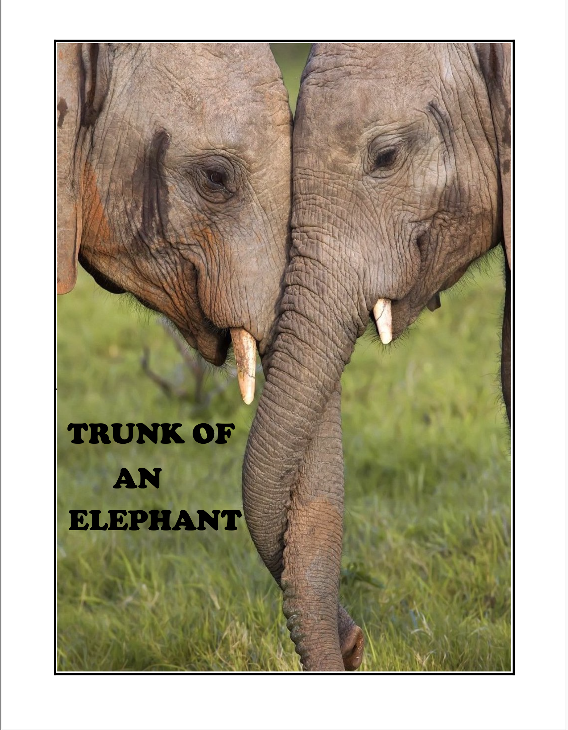 TRUNK OF AN ELEPHANT
