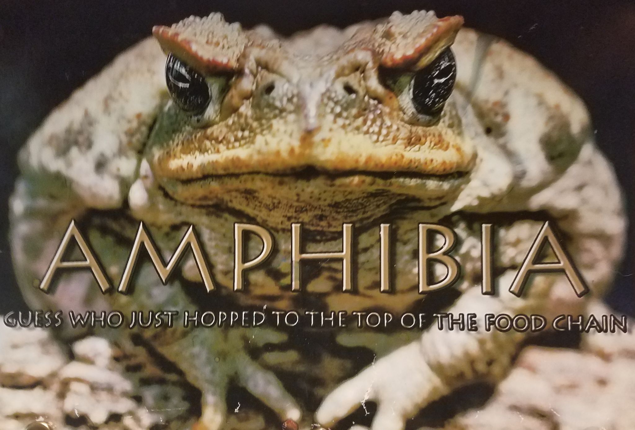 AMPHIBIA