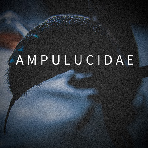 AMPULICIDAE