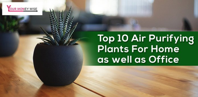 TOP 10 AIR PURIFYING PLANTS FOR HOME AS WELL AS OFFICE