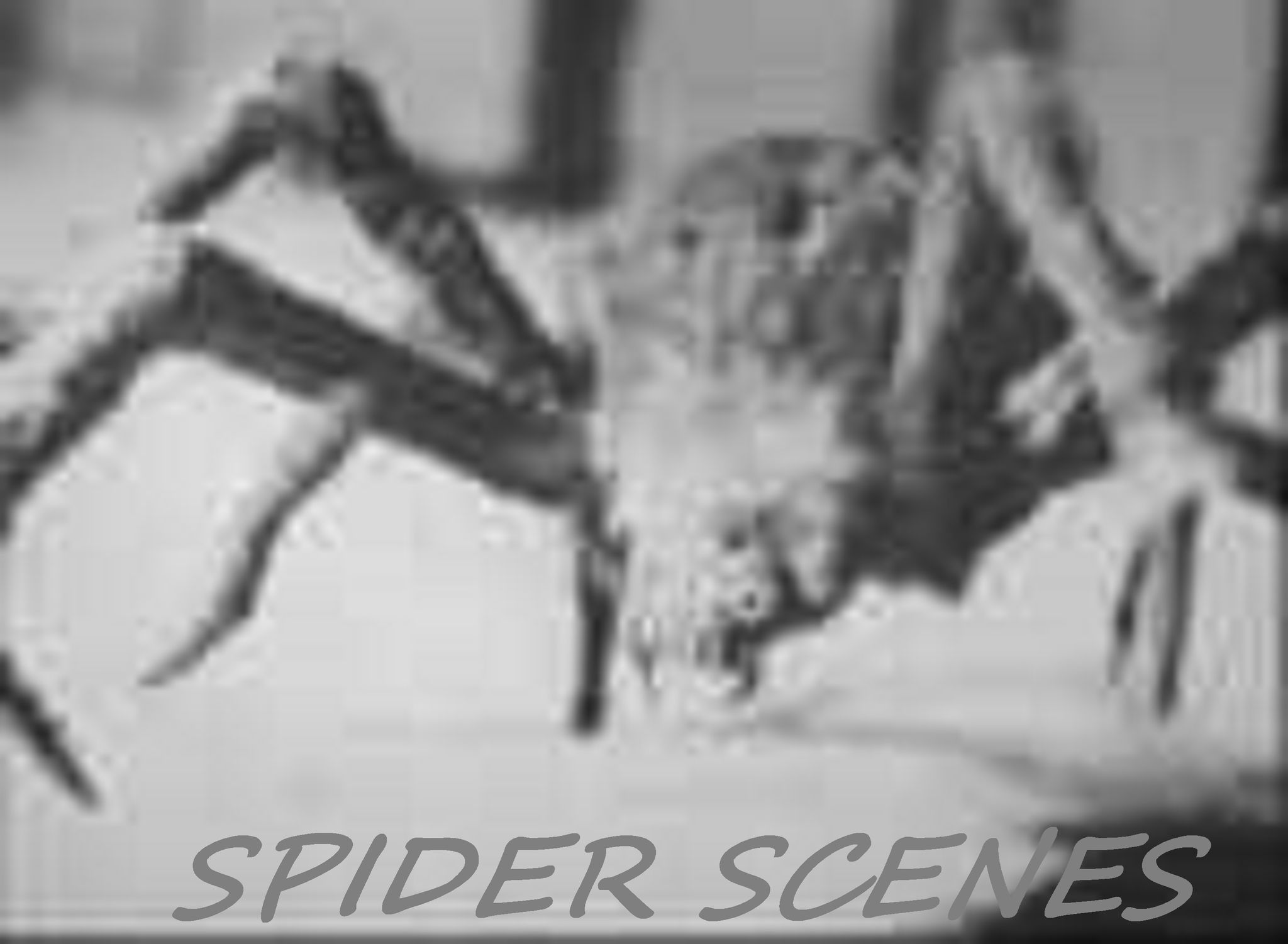 SPIDER SCENES