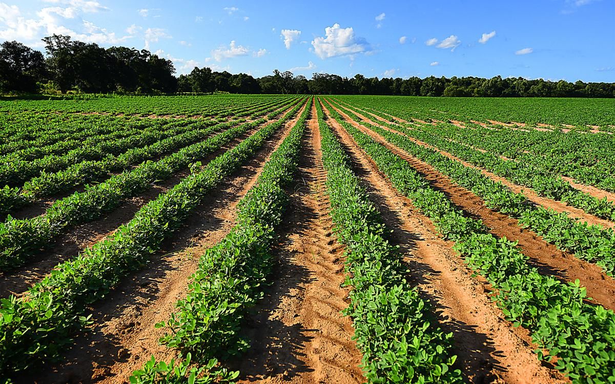 BOLL WEEVIL MURDERS