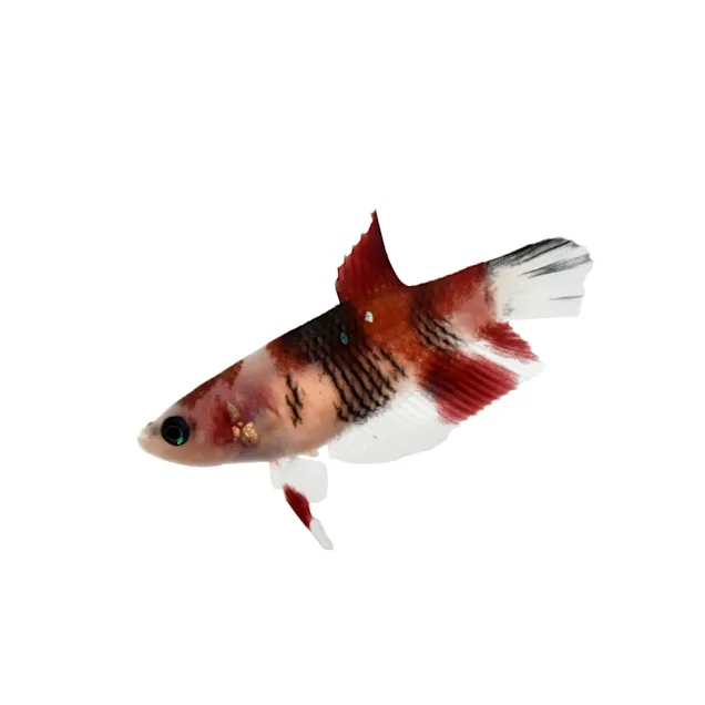 KOI FISH