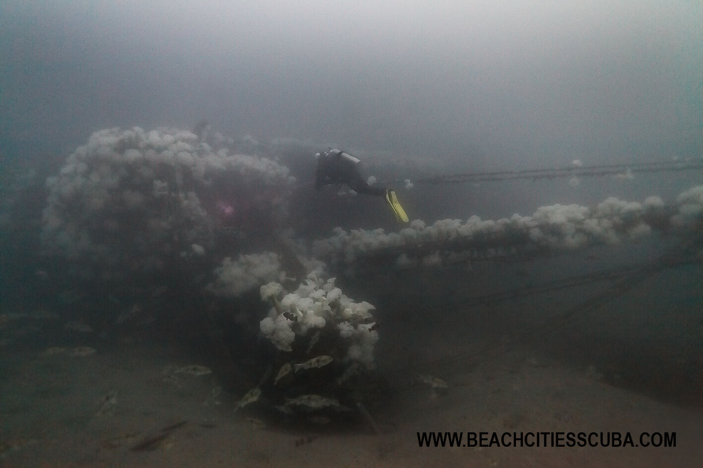 A.C.E. (WORKING TITLE)