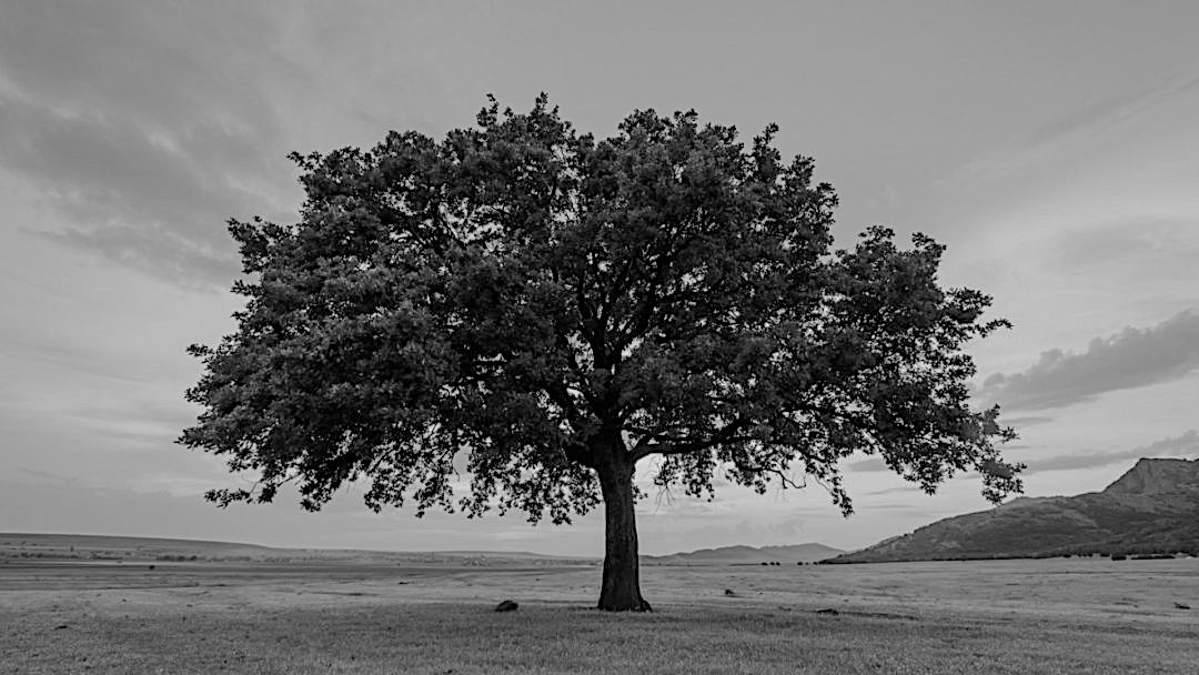 UNDER THE MULBERRY TREE