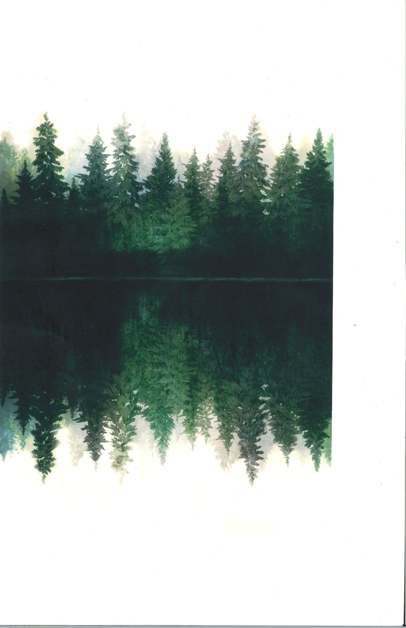 FOREST FOR THE TREES