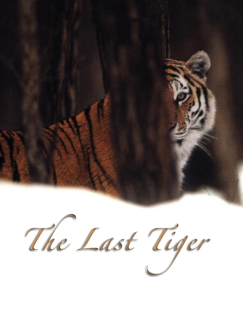 THE LAST TIGER