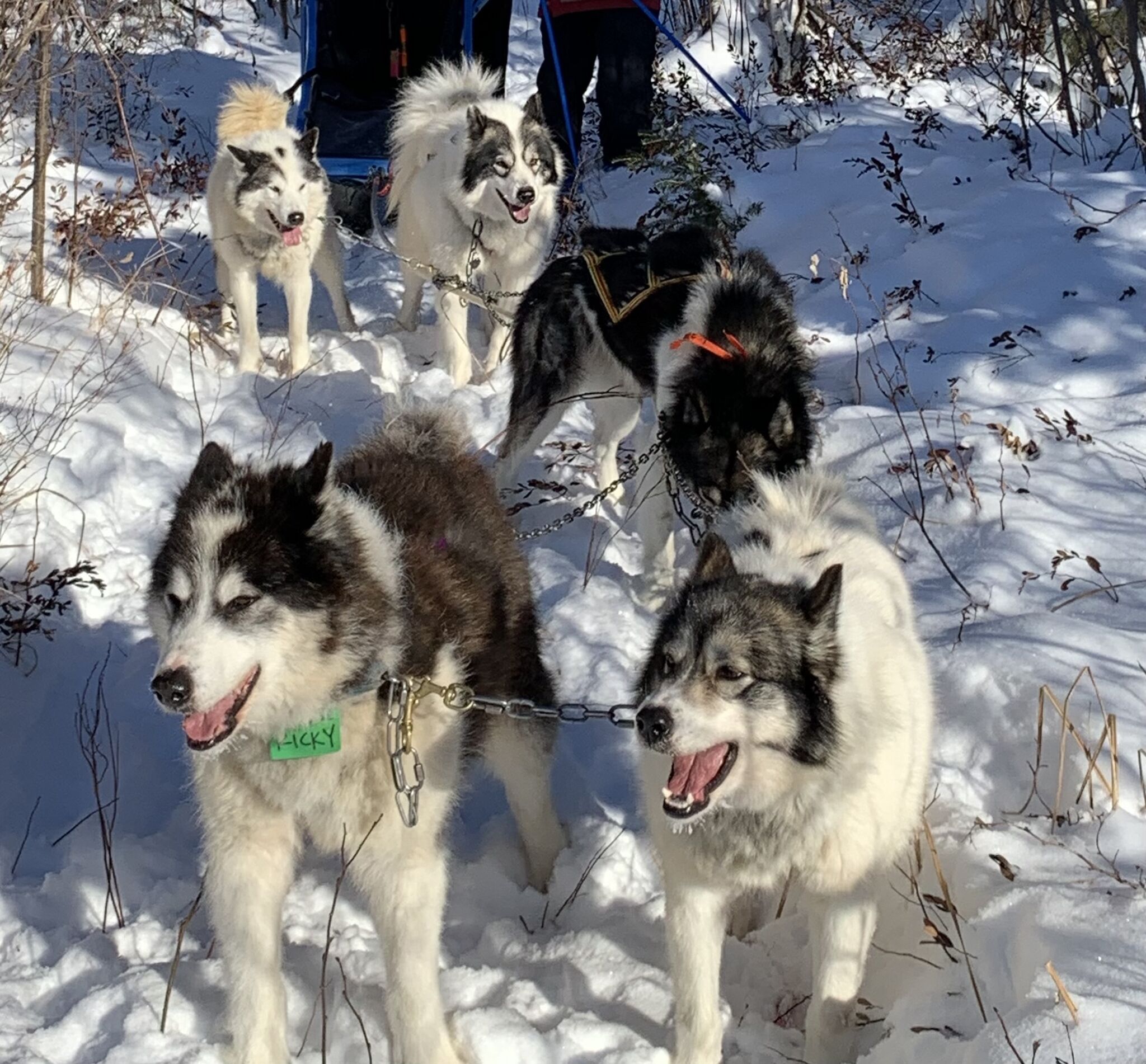 STONEY, HERO OF TAMARACK LODGE