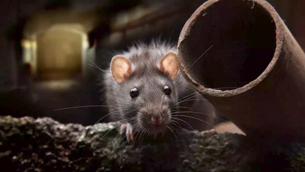 RATS