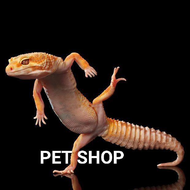 PET SHOP