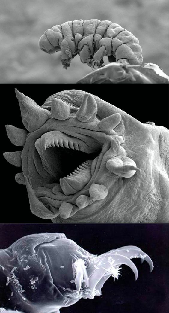 THE LONELY MONSTER